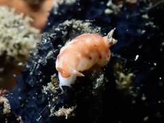 Goniobranchus collingwoodi