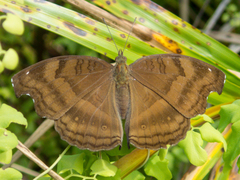 Junonia iphita iphita