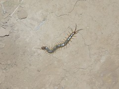 Scolopendra canidens