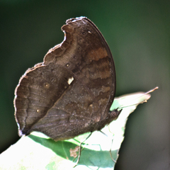 Junonia iphita iphita