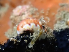 Goniobranchus collingwoodi
