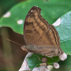 Junonia iphita iphita