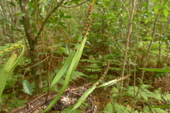 Pyrrosia confluens