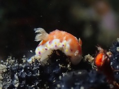 Goniobranchus collingwoodi