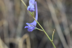 Delphinium gracile
