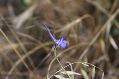 Delphinium gracile