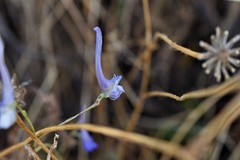 Delphinium gracile