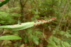 Pyrrosia confluens