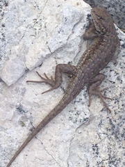 Sceloporus graciosus gracilis
