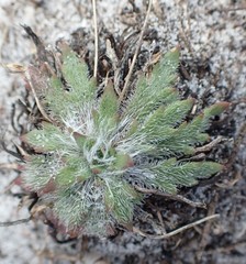 Plantago hispida