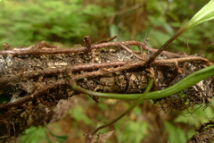 Pyrrosia confluens