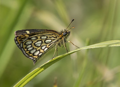 Heteropterus morpheus