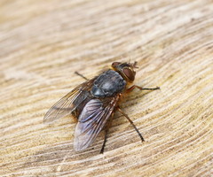 Calliphora stygia