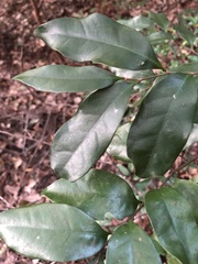 Castanopsis cuspidata