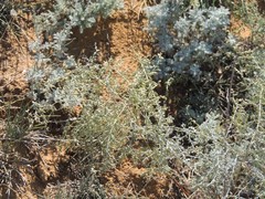 Artemisia santonicum