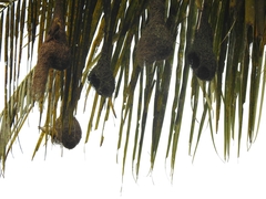 Ploceus philippinus