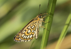 Heteropterus morpheus