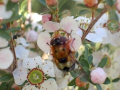 Austalis pulchella