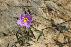 Osbeckia chinensis