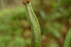 Pyrrosia confluens