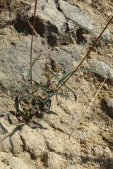 Osbeckia chinensis