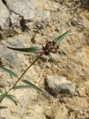 Osbeckia chinensis
