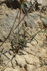 Osbeckia chinensis
