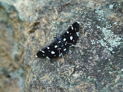 Bocchoris inspersalis