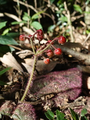 Ardisia primulifolia