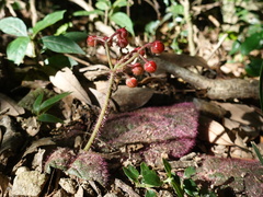 Ardisia primulifolia