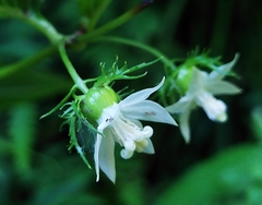 Cyclocodon lancifolius