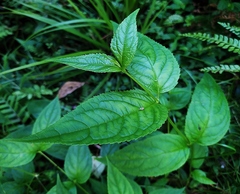 Cyclocodon lancifolius