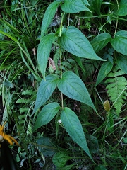 Cyclocodon lancifolius