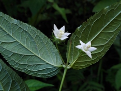 Cyclocodon lancifolius