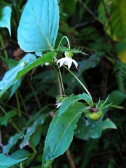 Cyclocodon lancifolius