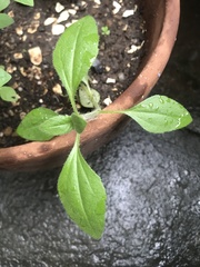 Solanum lycopersicum