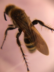Scoliidae