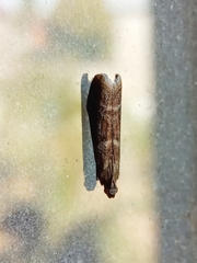 Ephestia elutella