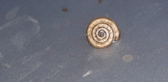 Helicella itala