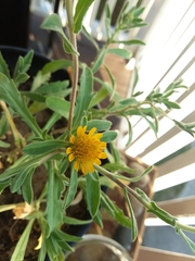 Asteriscus graveolens