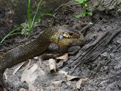 Ptyas mucosa