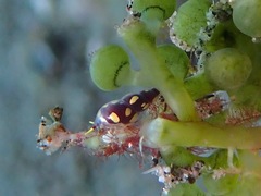 Annulobalcis maculatus