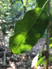 Ilex pedunculosa