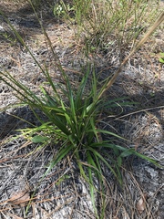 Rhynchospora megalocarpa