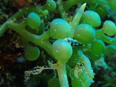 Annulobalcis maculatus