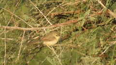 Prinia lepida