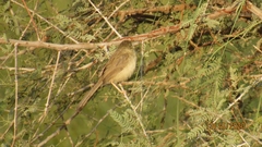 Prinia lepida