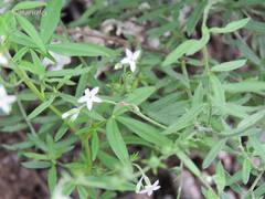 Euploca queretaroana