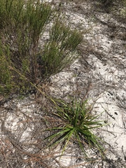 Rhynchospora megalocarpa