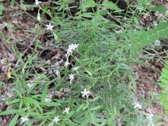 Euploca queretaroana